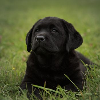 Akc breed best sale standard labrador retriever