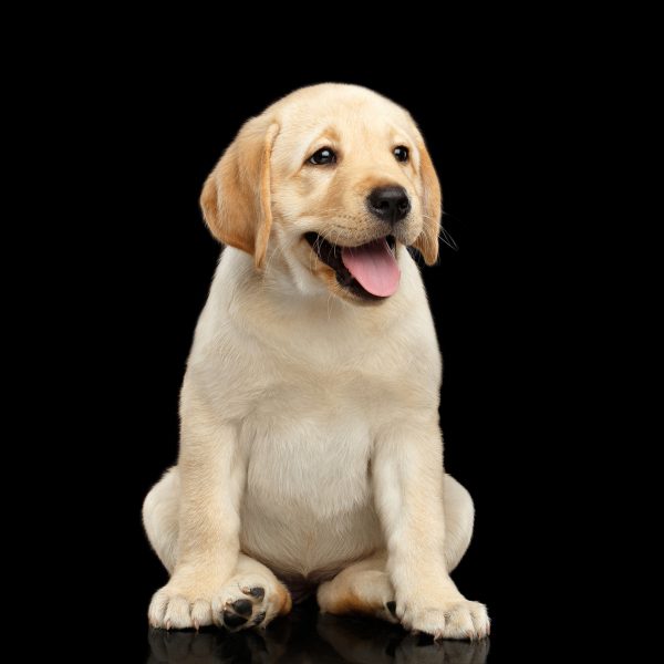 Tovah Labradors – Tovah Labradors