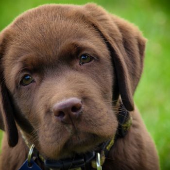 Tovah Labradors Tovah Labradors